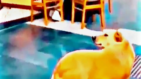😂😆 "This Dog Just Invented Comedy!" 😂😆
