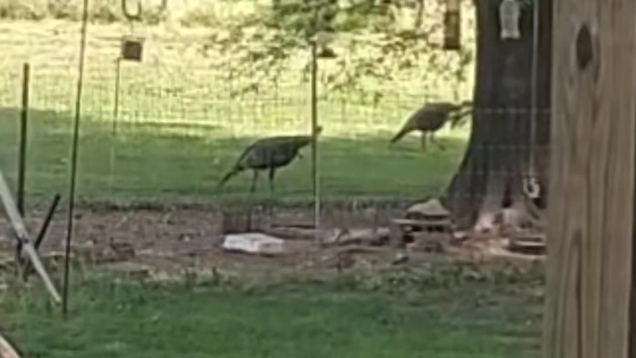 Turkeys visited while I was out
