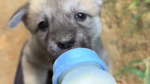 Dog's Comedy Videos 🤣 so cute videos and puppies comedy scenes 🤣 hungry Puppies miss milke bottal 🍼