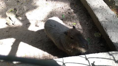 Capybara Feeding @ Puerto Vallarta Zoo (Jalisco, Mexico) 25