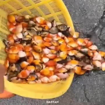 Why Koi fish are so important in Japan