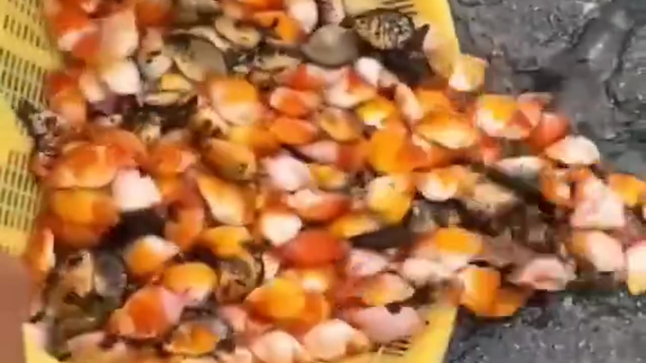 Why Koi fish are so important in Japan