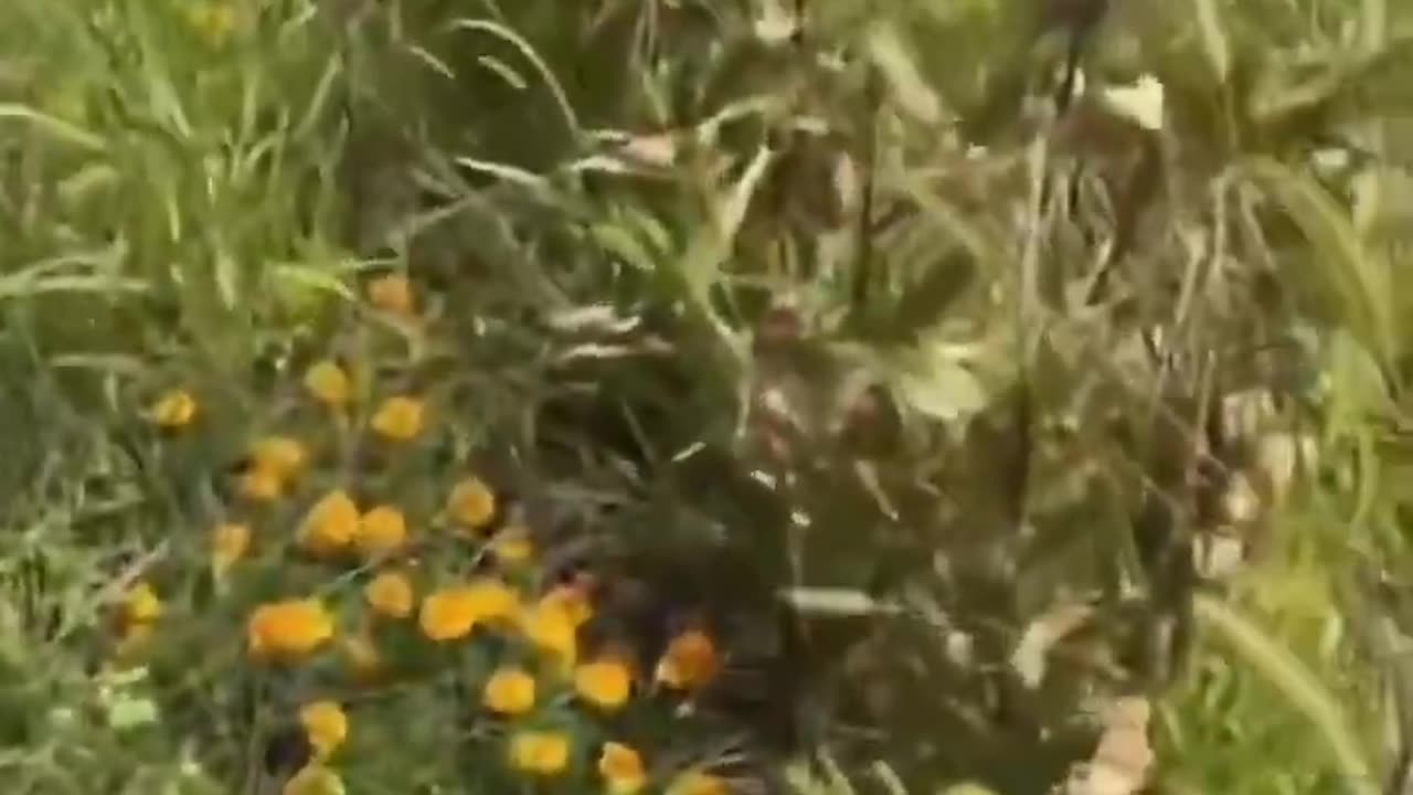 His GMO crops thrive, but heirloom seed crops are suddenly failing??