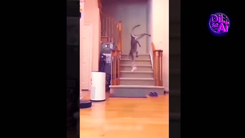 Crazy cats