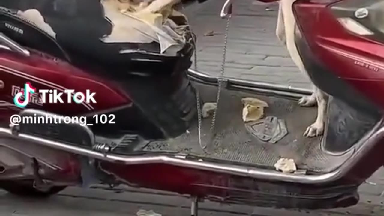 Cachorro destroe banco de moto