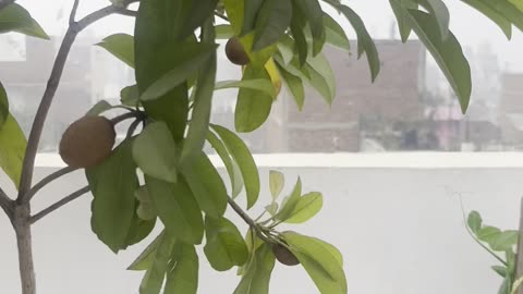 Sapodilla Plant in my Terrace Garden