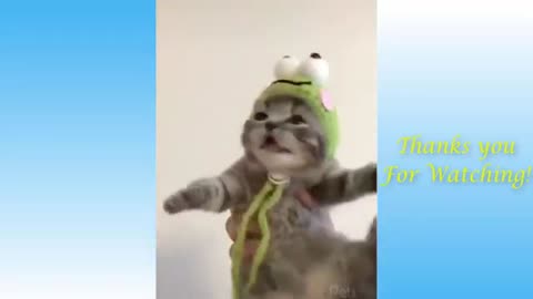 Funny Animals Cute Pets Try not to laugh compilation #2025