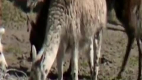 llama