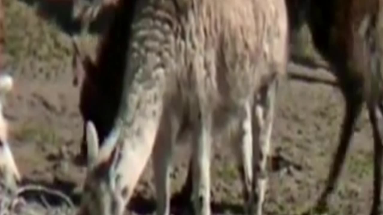 llama