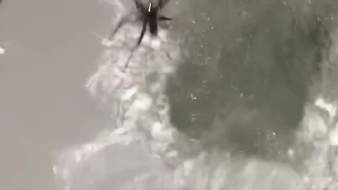 Learning Australian Bathroom Culture… The Hard Way 😭🚽