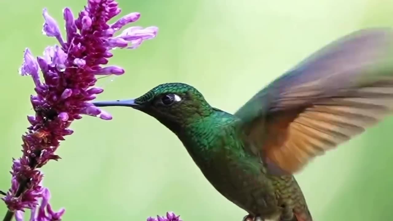 little bird