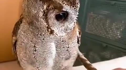 Animal caught on camera