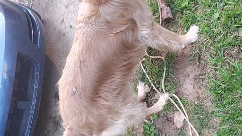 Gordon being silly