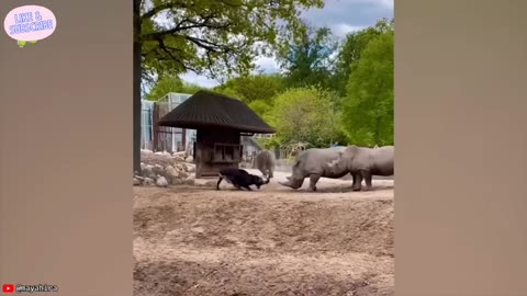 Animal Showdowns: The Wrong Adversary #5