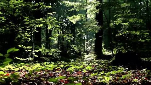 forest video background,4k,forest video clip,forest video 4k,4k video nature