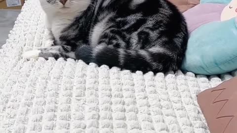 funny cats and dogs