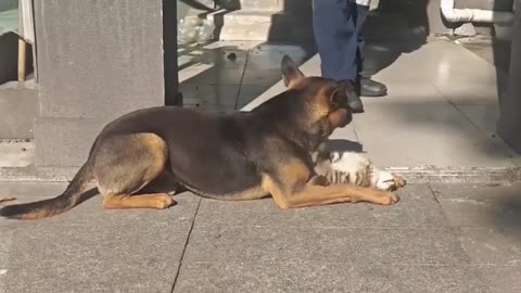 😂💋 Too Much PDA? These Animals Can't Hide It! | FunFM