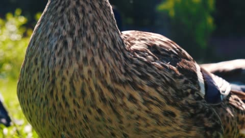 Animal
