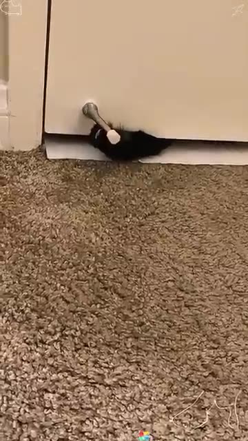 If you’re late opening the door for your cat🤣😾