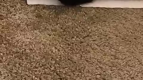 If you’re late opening the door for your cat🤣😾