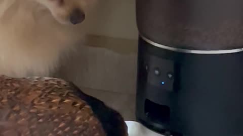 Chicken Eating the Dog's Food