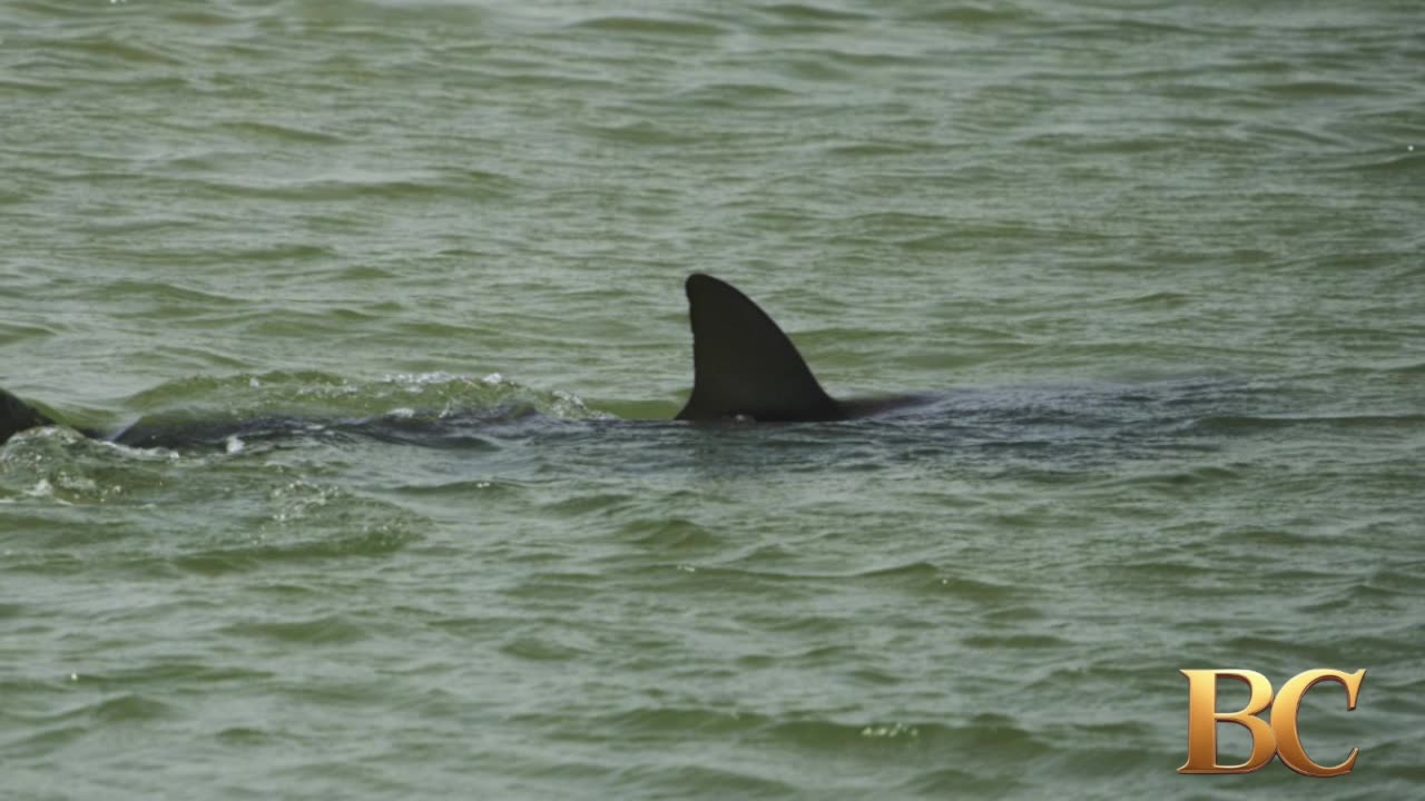 Suspected shark attack closes Israeli beach as police search for swimmer