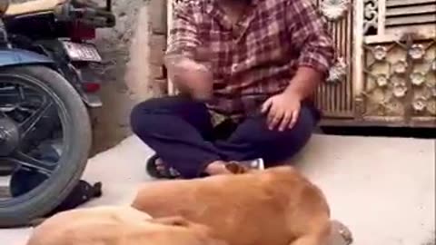 Ashish Comedyanimal Colletion