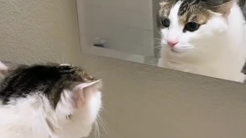 Cat Reaction Part 2