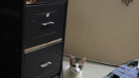 Say hi to my cat 😺