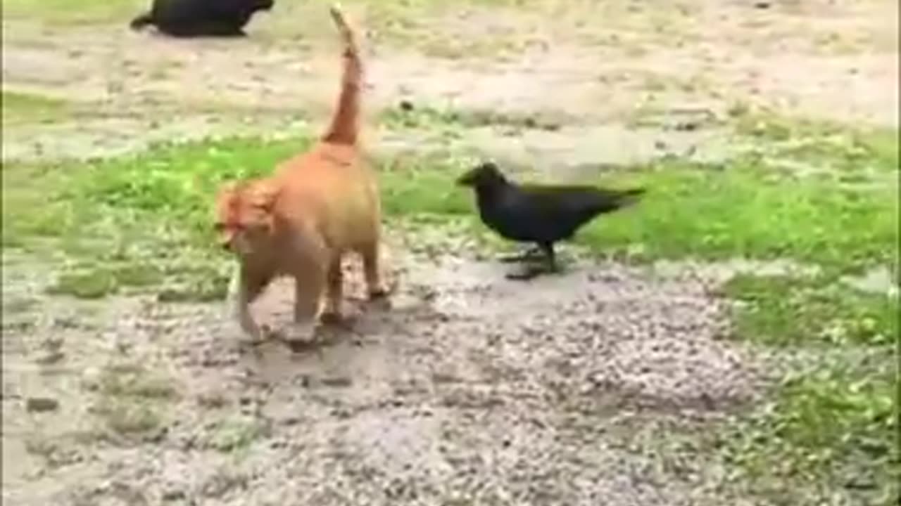 Silly kitties