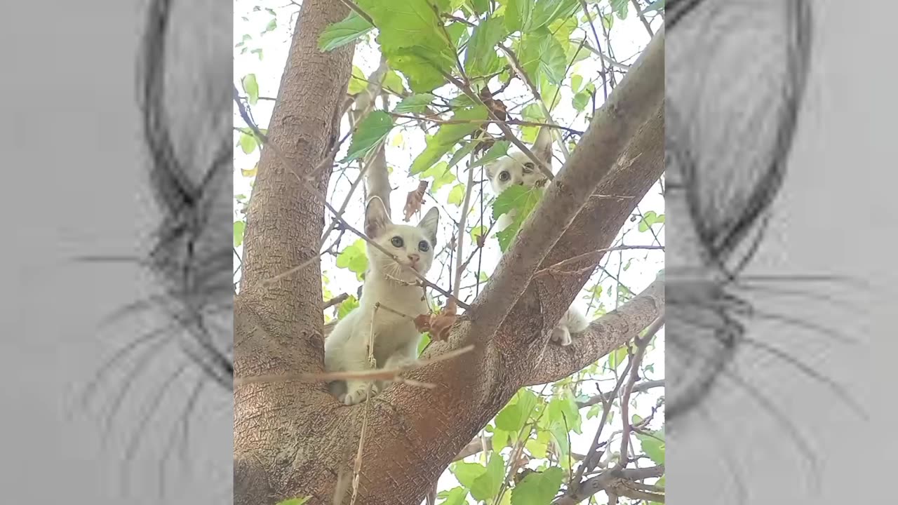 My pet cat's condition after the dog ran over he.r