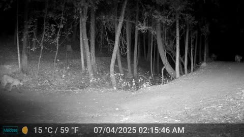 Mountain Lions Making the Rounds