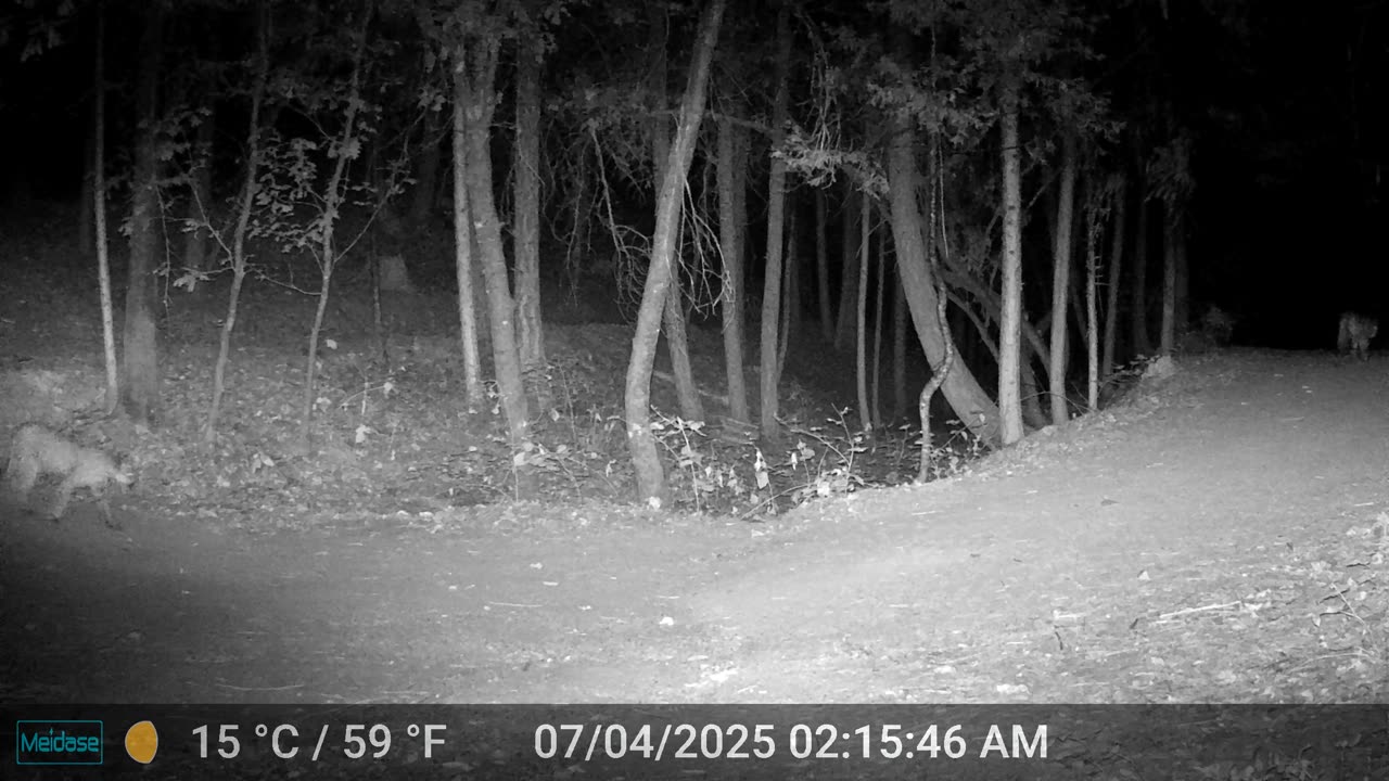 Mountain Lions Making the Rounds
