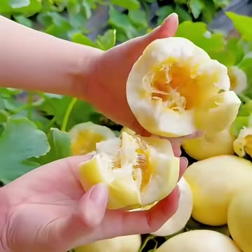 Amazing Secret Fruits Garden in Jungle #fruit #shorts #nature