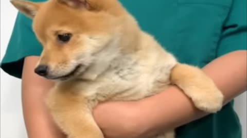 Dog very nice video 🧐🙂👌