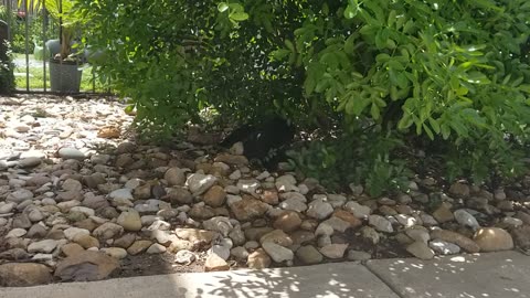 20250715 122709 Tux the Shade Cat