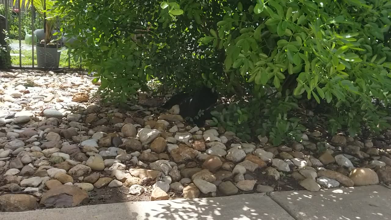 20250715 122709 Tux the Shade Cat
