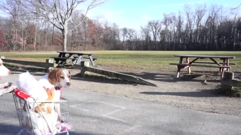 Dogs' Epic Shopping Cart Voyage: Funny Dogs Maymo & Penny