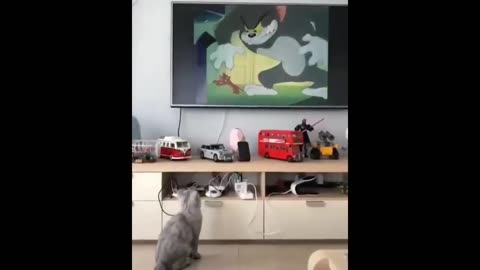 Funny Animal videos