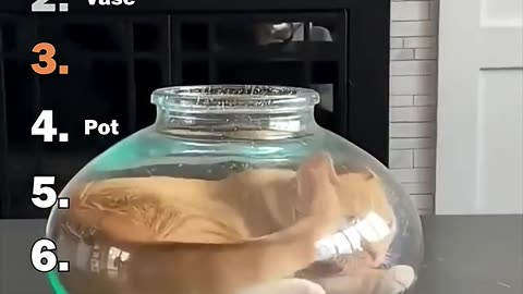 Ranking Best If It Fits I Sits Cats Moments
