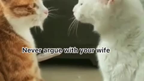 Cats Who Don’t Respect Personal Space