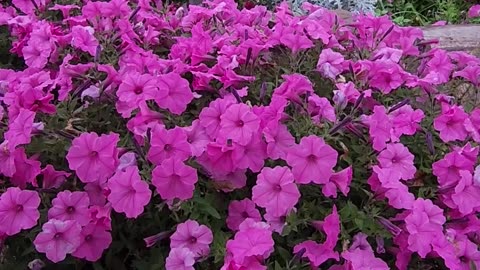 Petunias from days of long since,