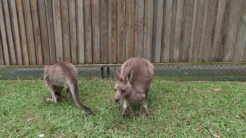 Scenes from the Australia Zoo, Brisbane