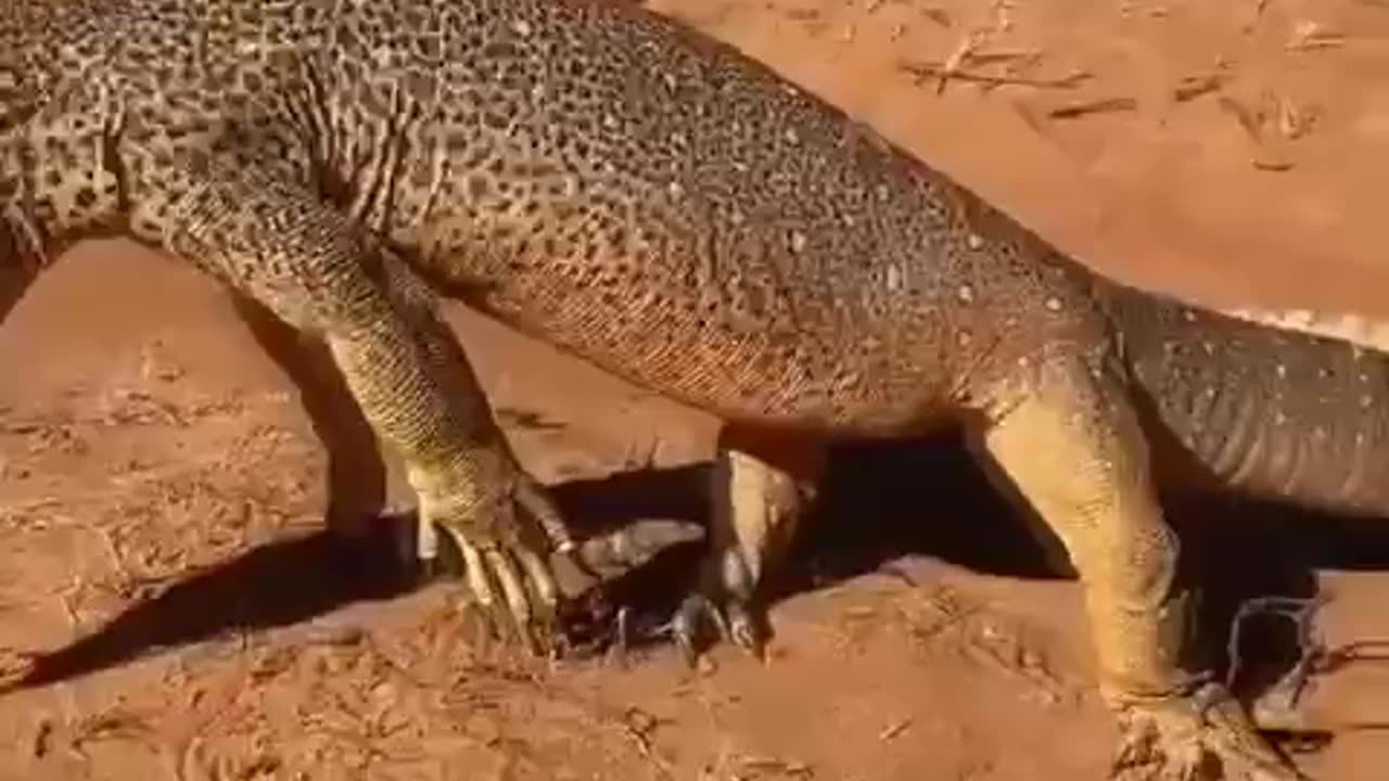 Argus monitor lizard 🦎