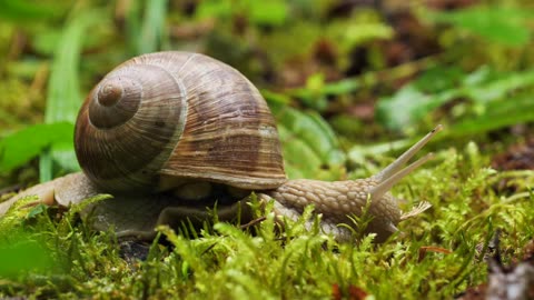 Animals from Pixabay