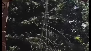 😂🌳 The Most Epic Tree-Cutting Fail Ever! | FunFM