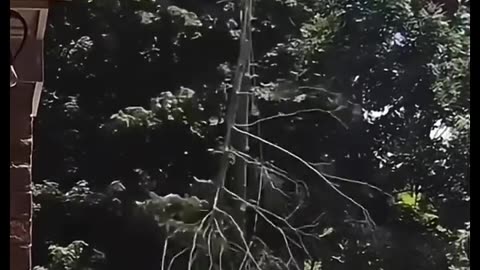 😂🌳 The Most Epic Tree-Cutting Fail Ever! | FunFM