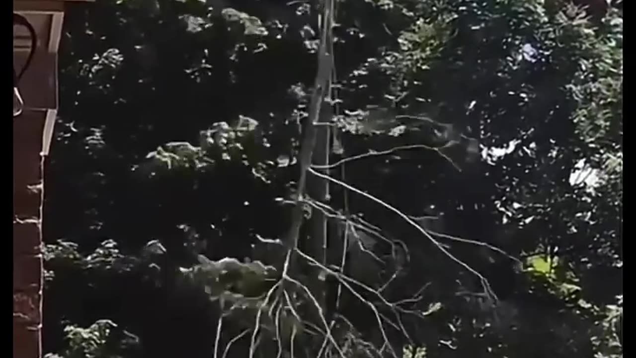 😂🌳 The Most Epic Tree-Cutting Fail Ever! | FunFM