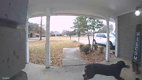 Neighbor's Rottweiler Takes Boot From Porch