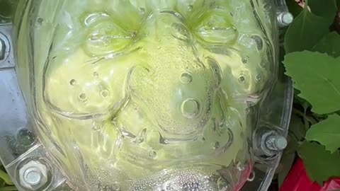 Shaping Pumpkins Into Witch Heads